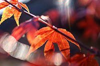 Herbst