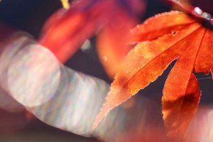 Herbstimpression